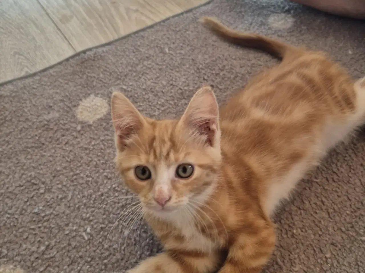 Billede 7 - Maine coon blanding 