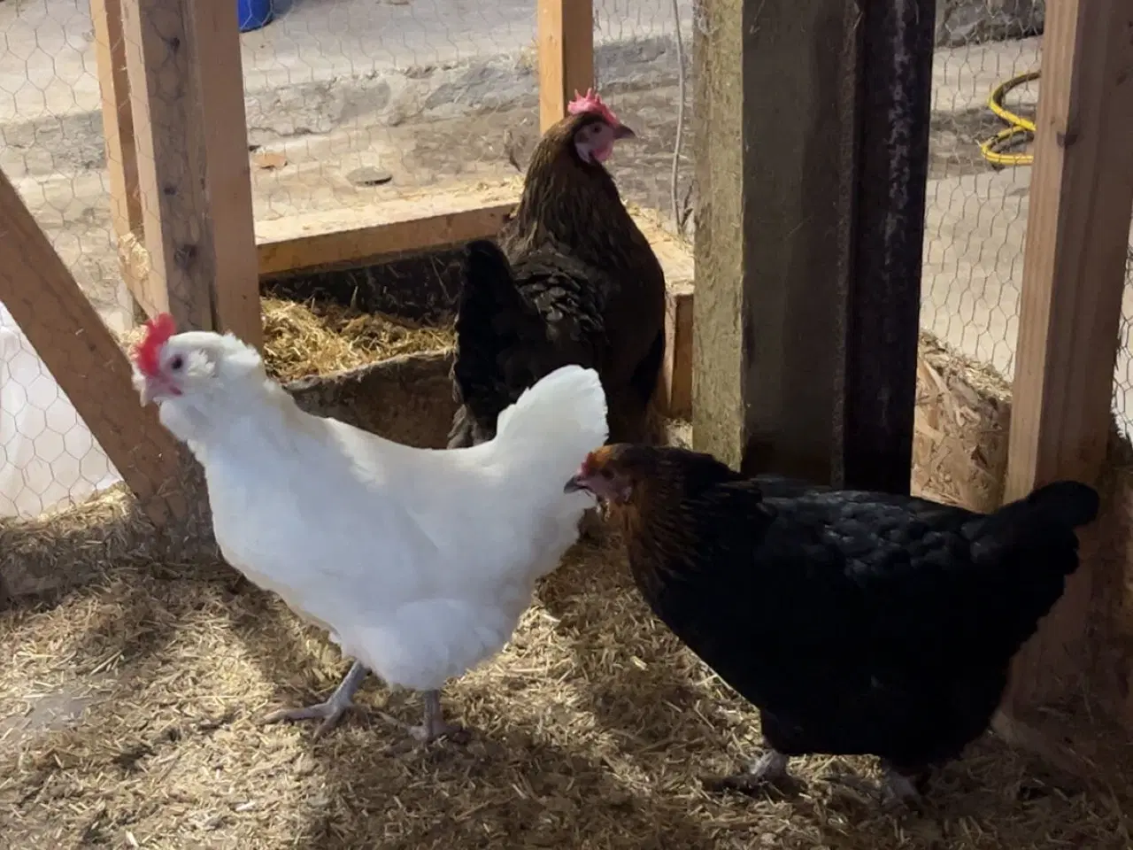 Billede 2 - Høns