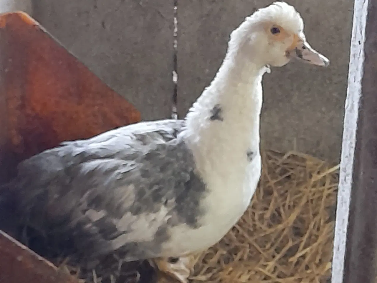 Billede 1 - Moskusænder