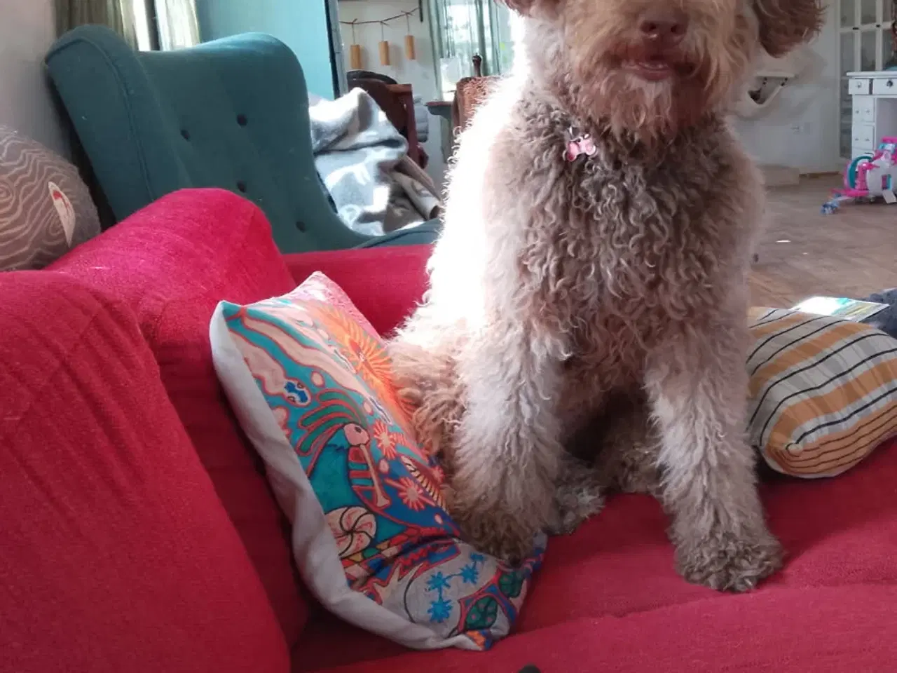 Billede 9 - Aussie doodle hvalpe 