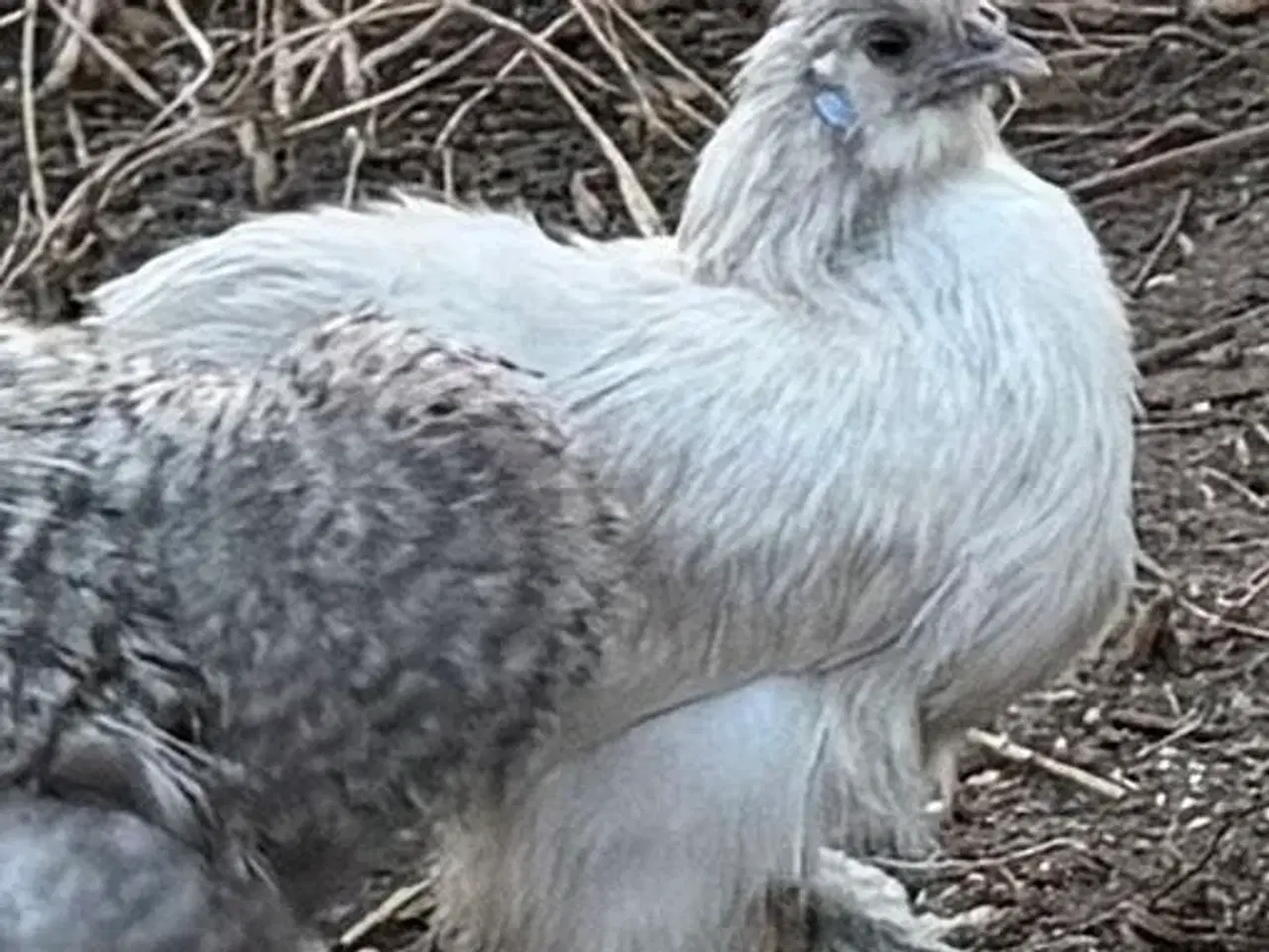 Billede 3 - Silker mellem- stor