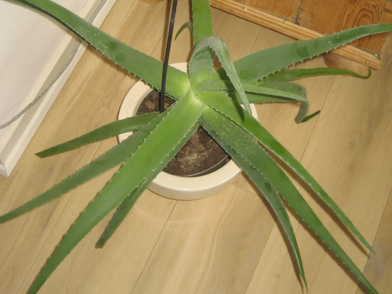 Billede 2 - Flot Aloe Vera sælges