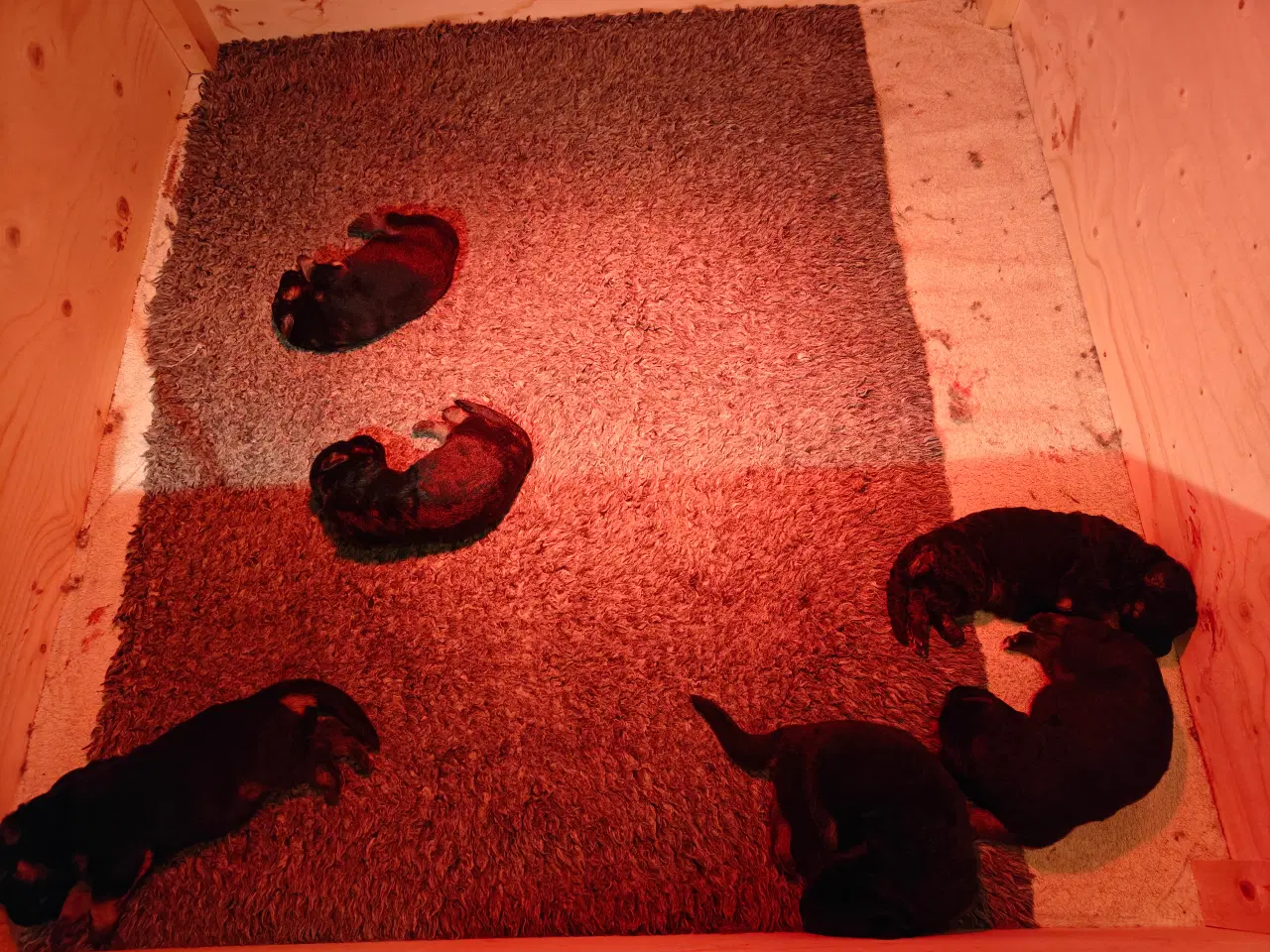 Billede 8 - Schæfer valp til påske 