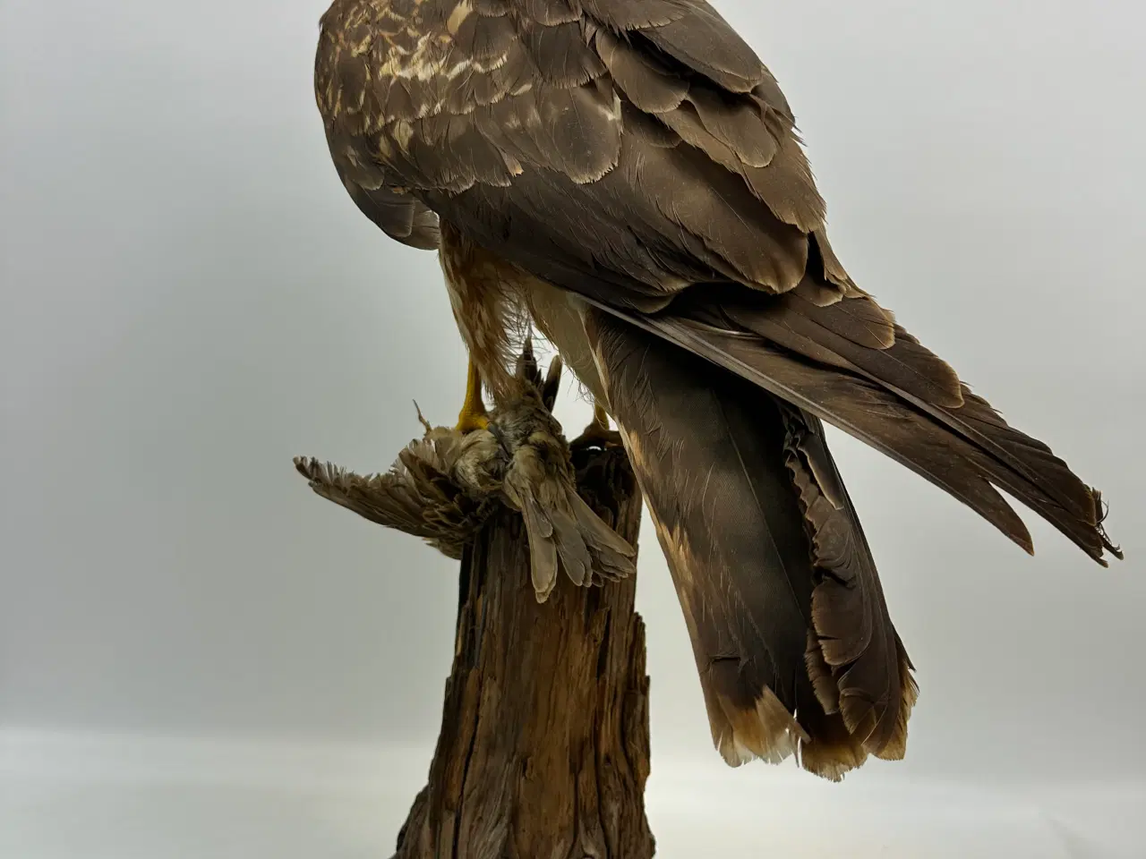 Billede 10 - Udstoppet høg m. bytte