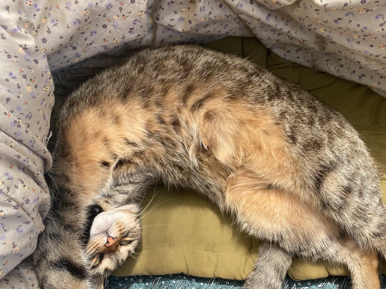 Billede 2 - Kat leder efter nyt hjem