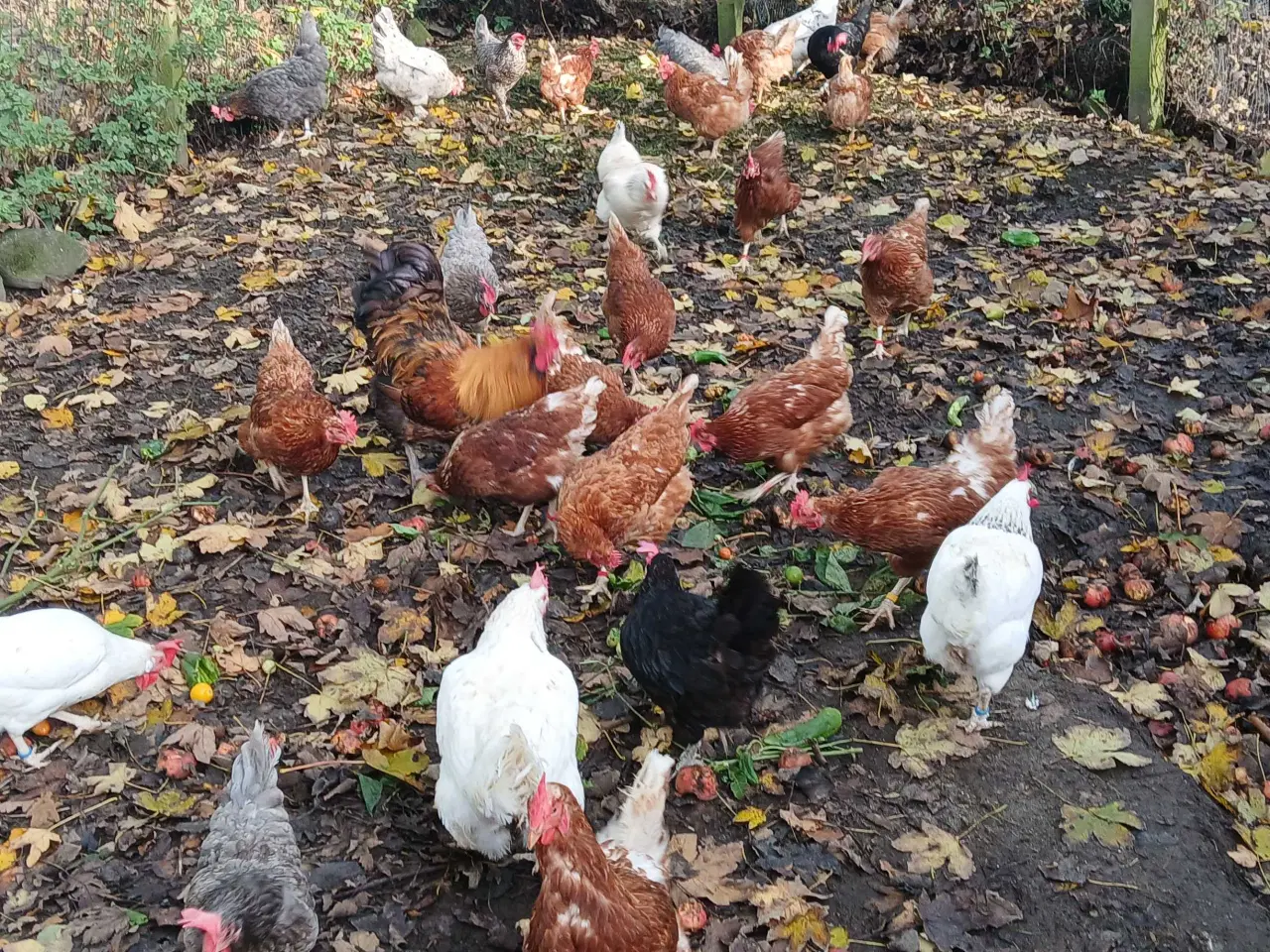 Billede 1 - Høns til salg