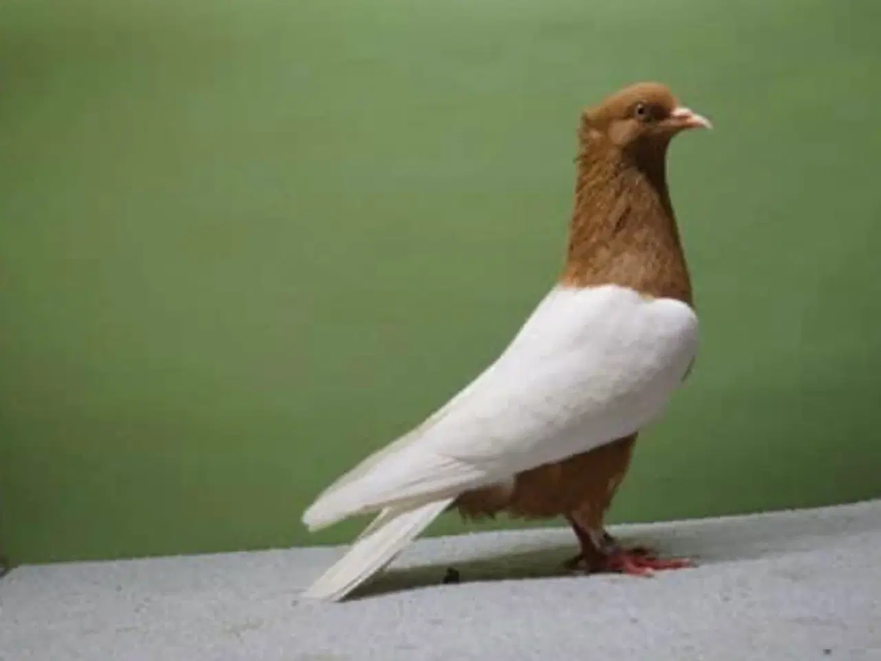 Billede 1 - Raceduer