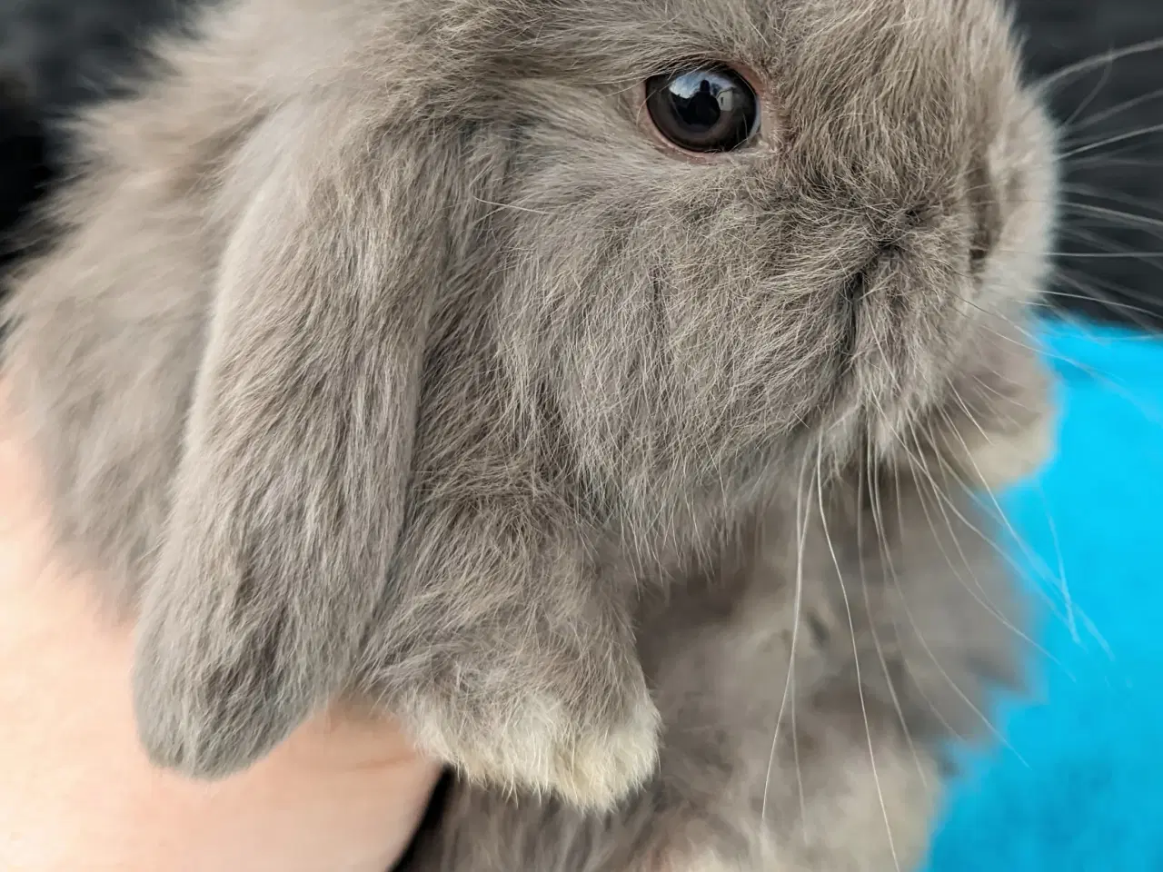 Billede 4 - Minilop kaninunge sælges 