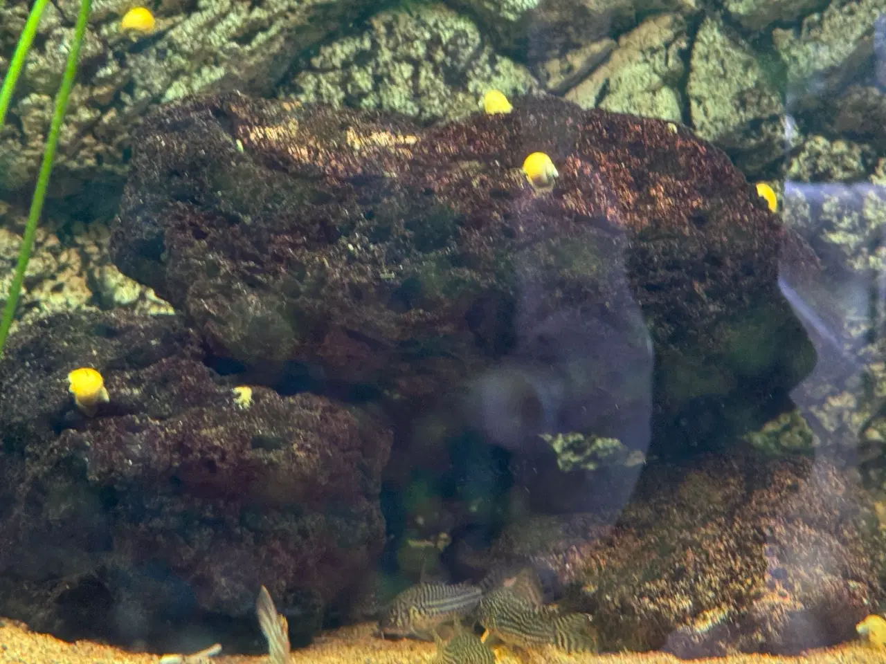 Billede 1 - Fine mysteriesnegle - søger nyt hjem