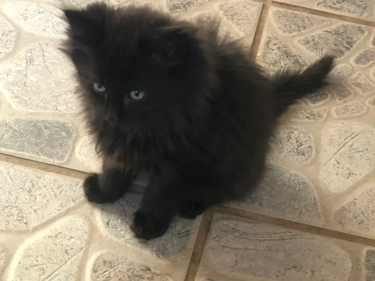 Billede 4 - Virkelige pjusket halv main coon killinger