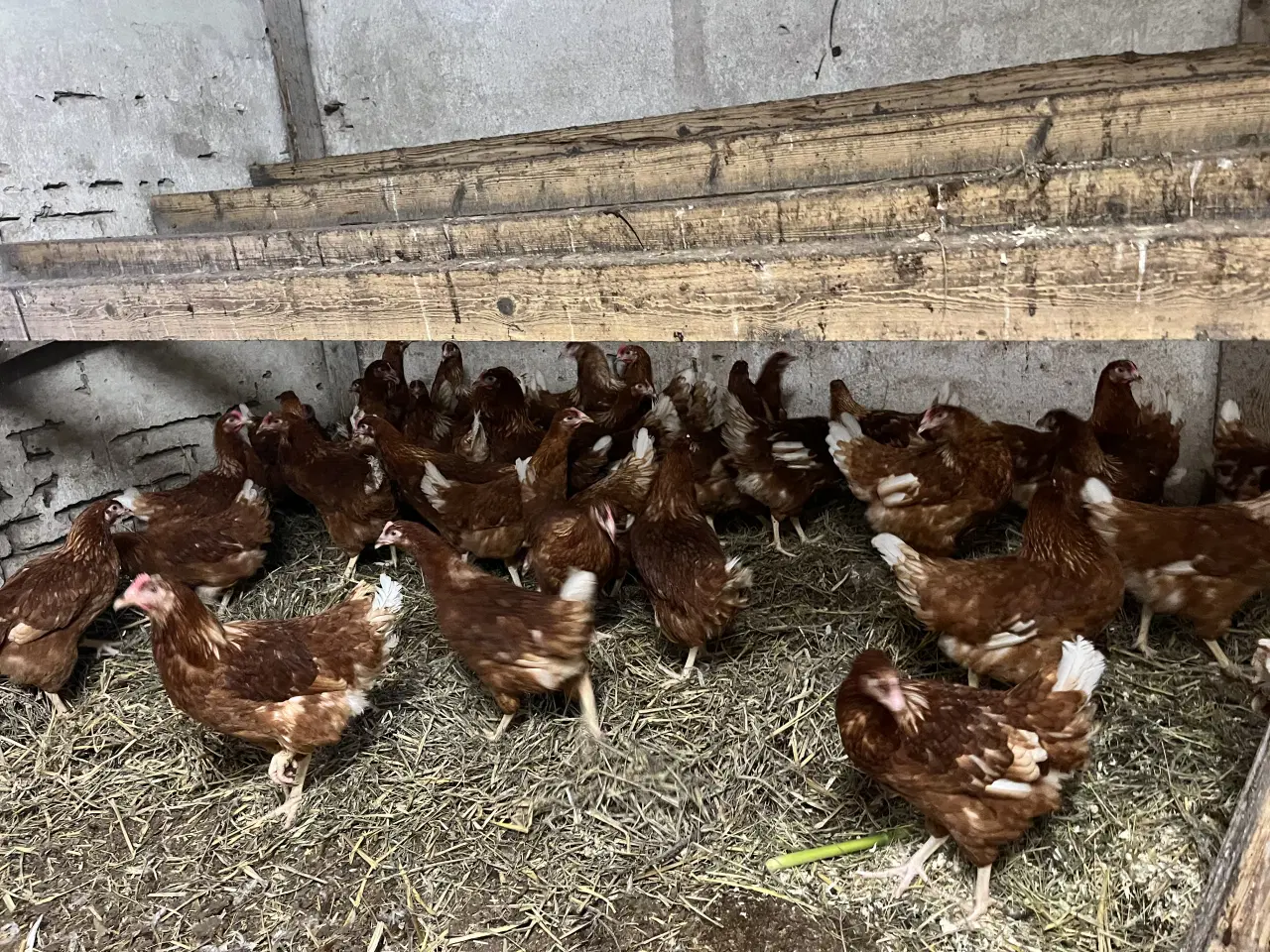 Billede 1 - Isa Brown, Røde amerikanere