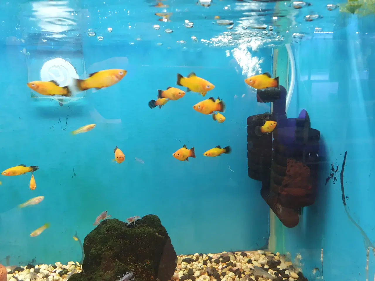 Billede 11 - đ Platy akvariefisk sĂŚlges â flotte farver og sun