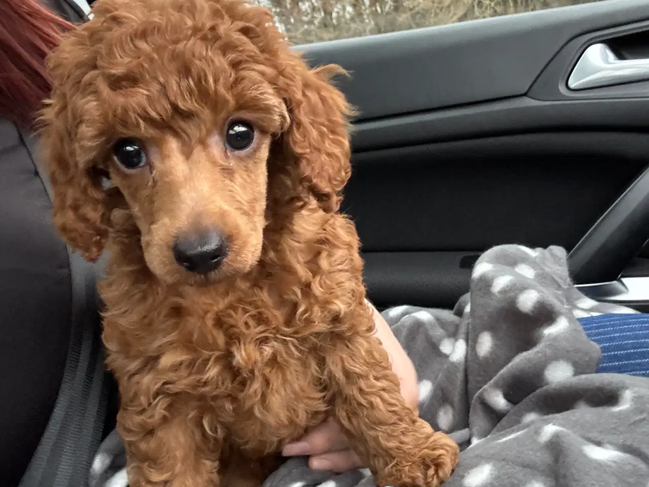 Billede 1 - 9 uger gammel dværg puddel tæve søger nyt hjem