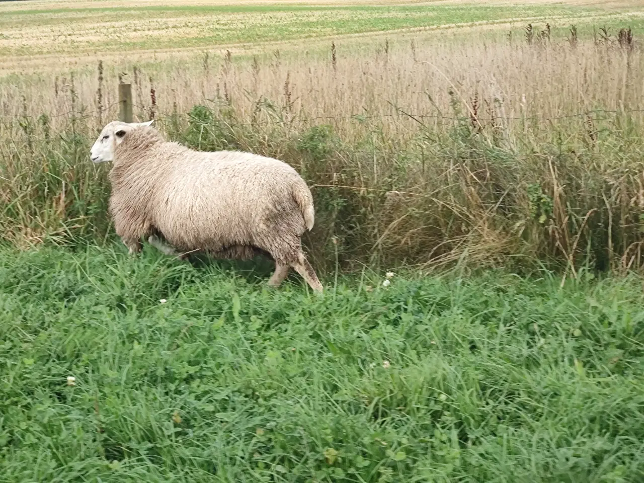 Billede 3 - Vædder lam