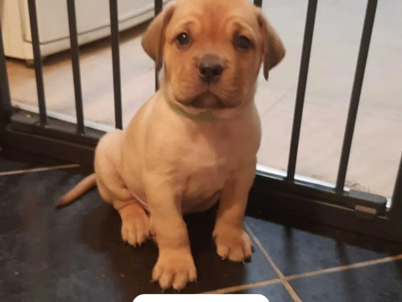 Billede 3 - Super skønne " Rott De Bordeaux " hvalpe 