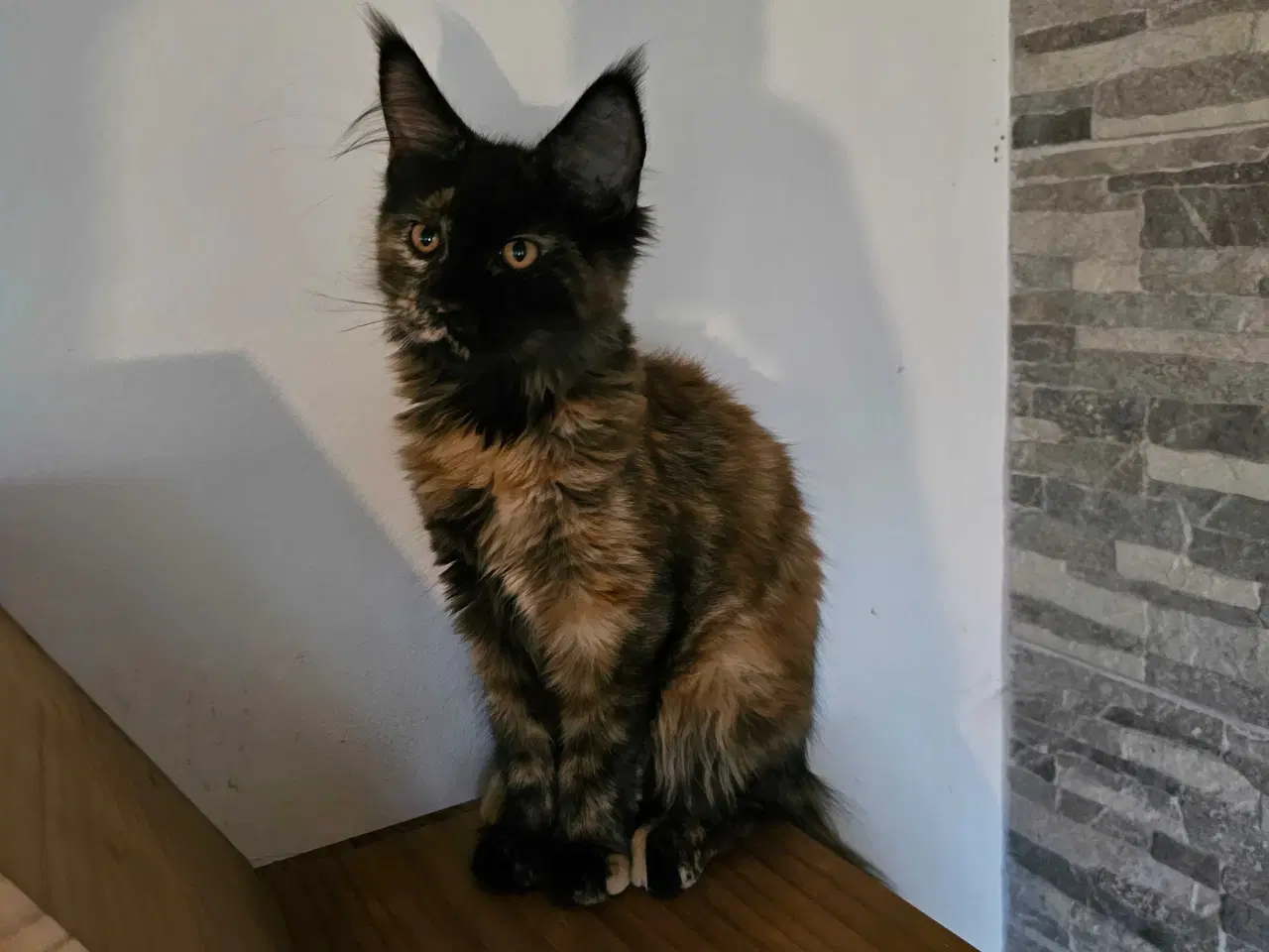 Billede 2 - Maine Coon killing m/ stamtavle 