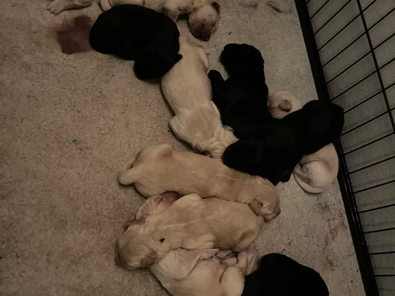 Billede 7 - Super søde familiehunde