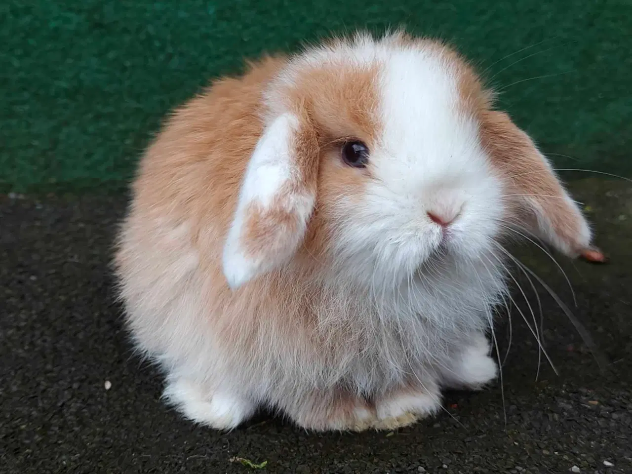 Billede 11 - Minilop