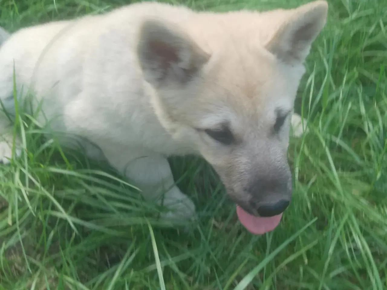Billede 11 - Husky blandinger 