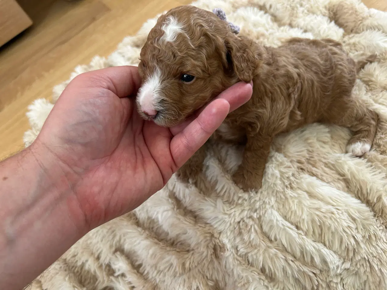 Billede 8 - Vores 2 dværgpuddel har fået 3 hundehvalpe 