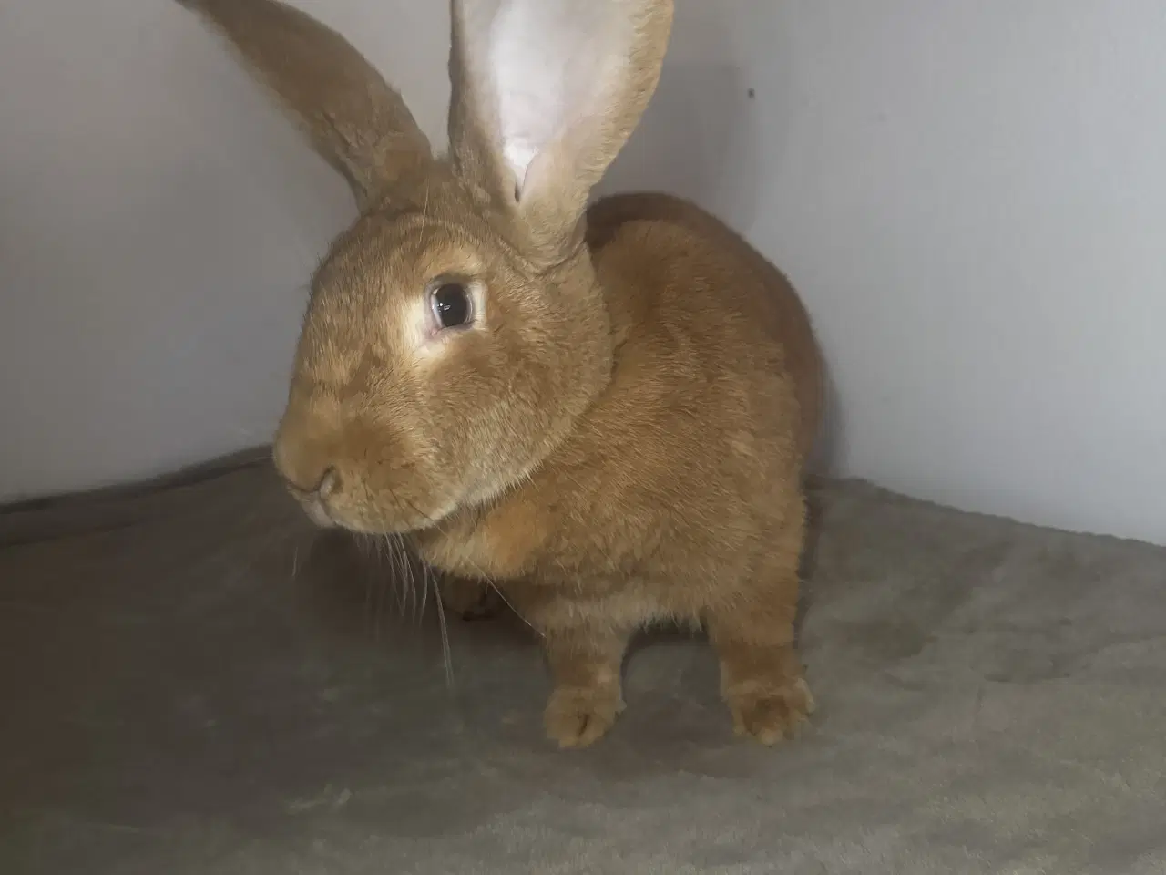 Billede 2 - Rene gule belgisk kæmpe kanin unger 