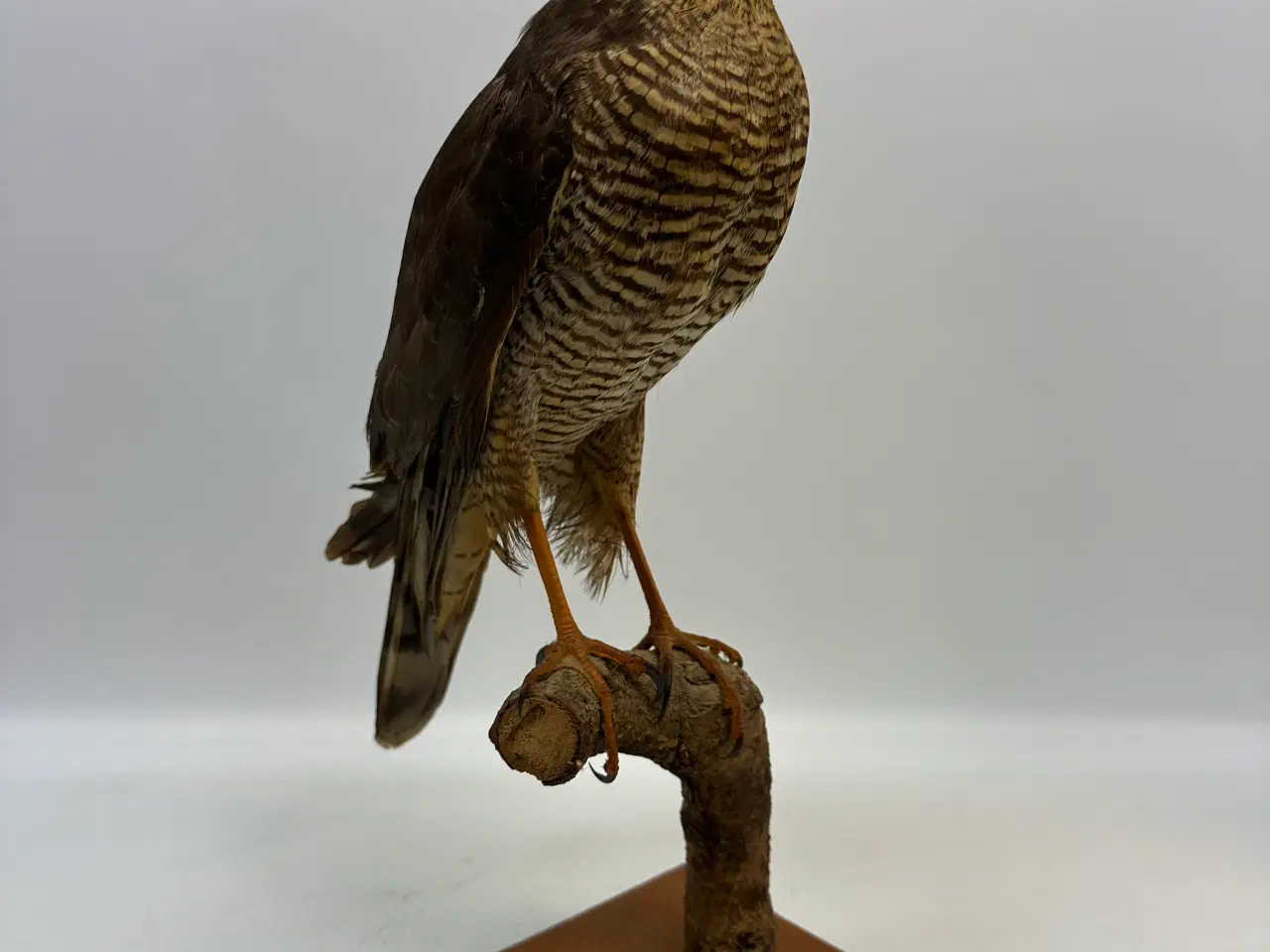 Billede 5 - Udstoppet Spurvehøg