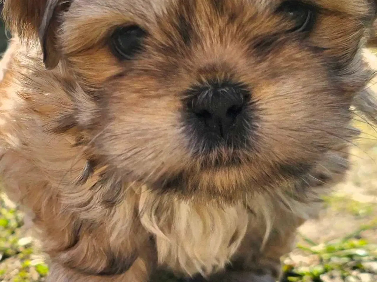 Billede 2 - Super dejlig tæve