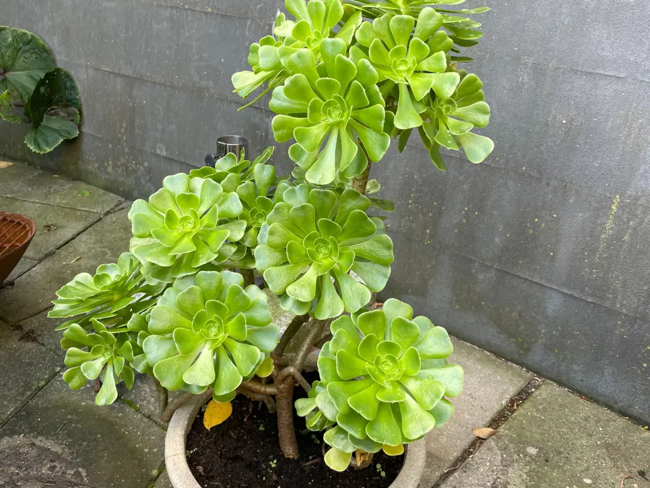 Billede 2 - Flot Aeonium