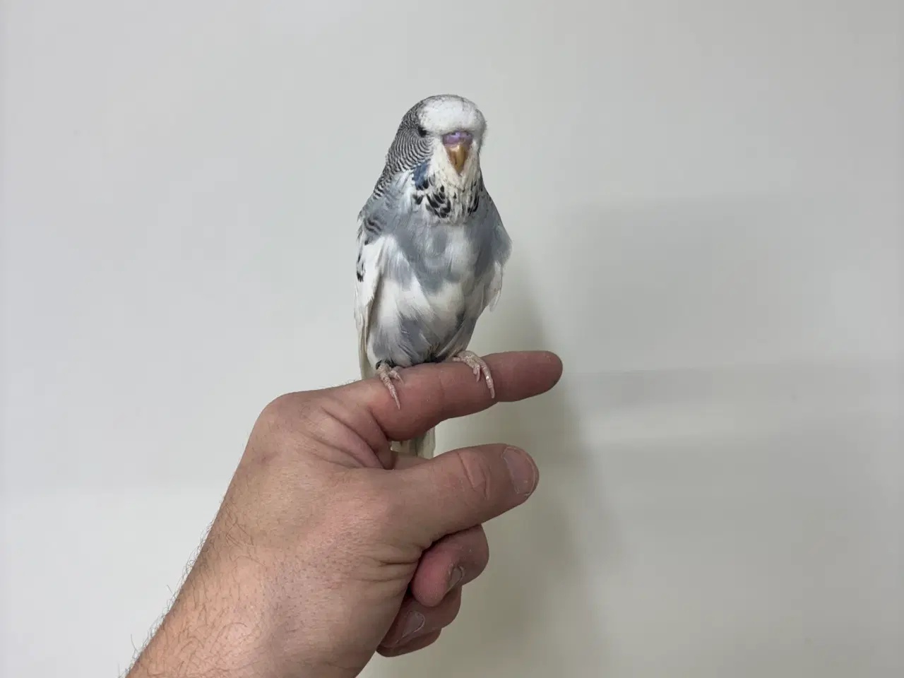 Billede 1 - Håndterede unger