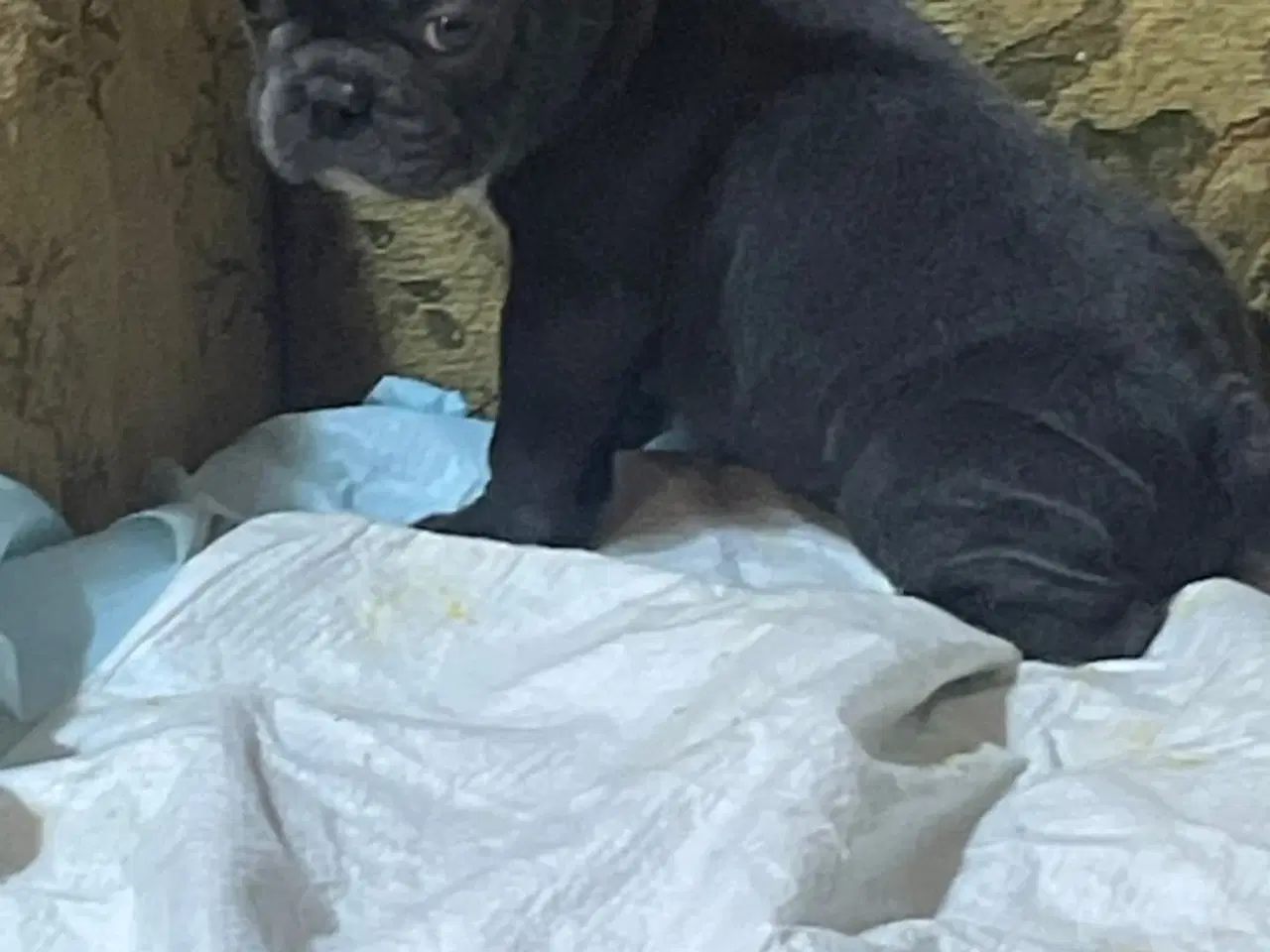 Billede 3 - Fransk Bulldog hvalpe