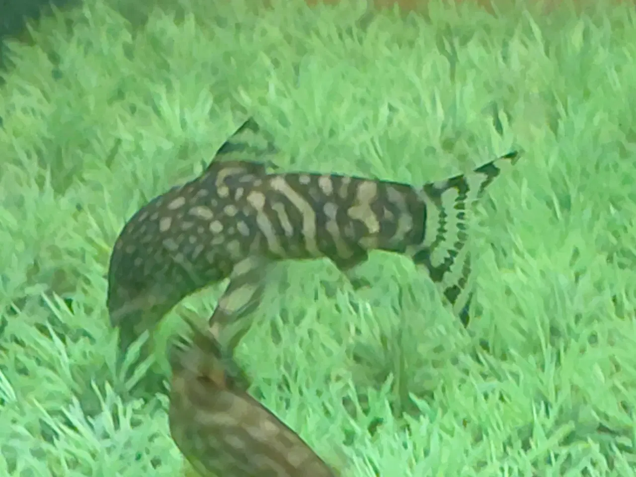 Billede 2 - Smerling