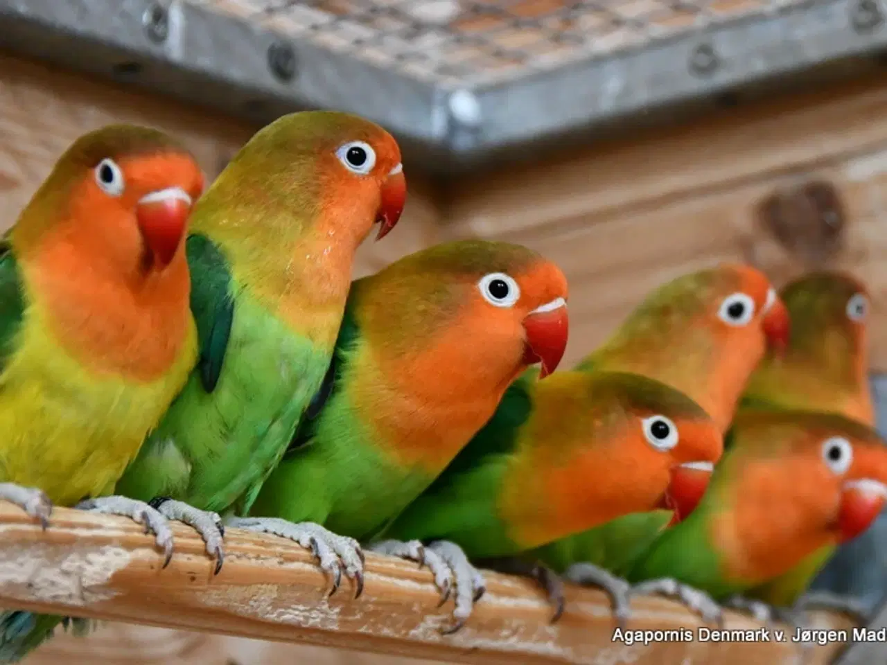 Billede 1 - Rødhovedet dværgpapegøje