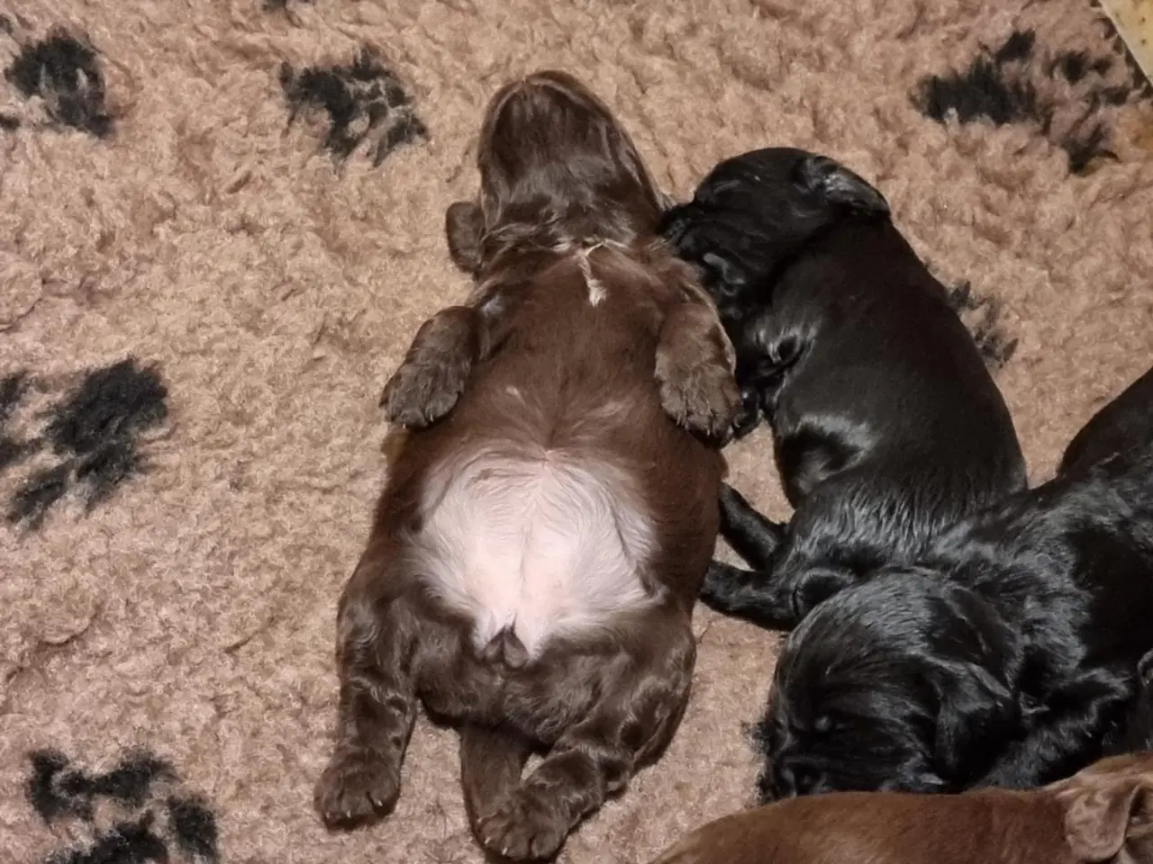 Billede 4 - FT cocker spaniel hunde til salg 