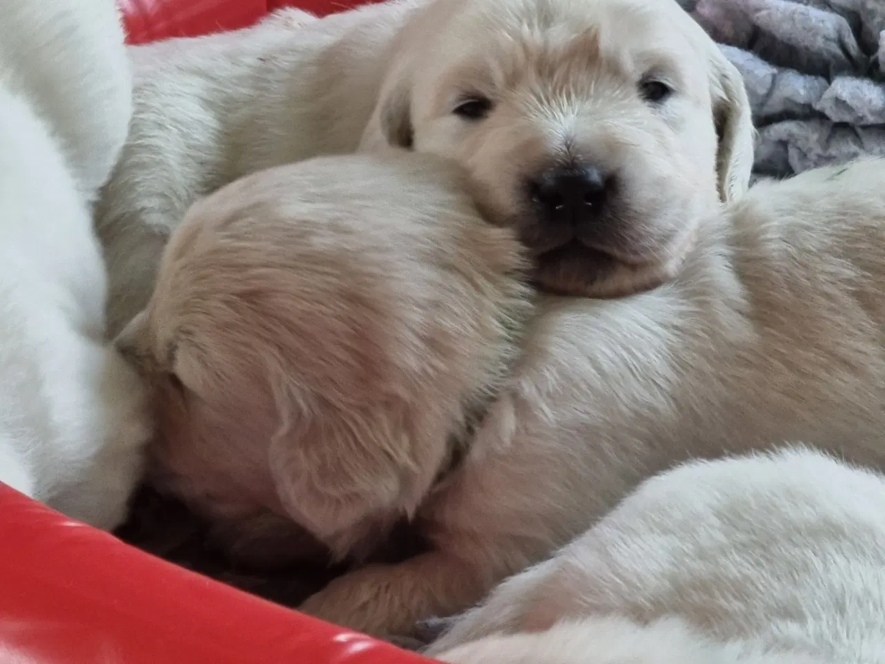 Billede 4 - GOLDEN RETRIEVER HVALPE DKK FORÆLDRE