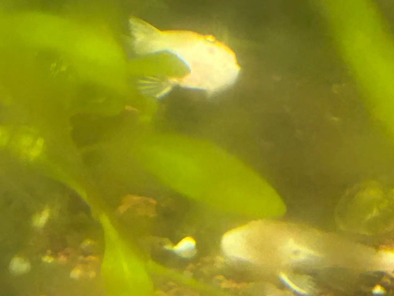 Billede 6 - ❄️🐟 Snow White Ancistrus – flotte hvide maller