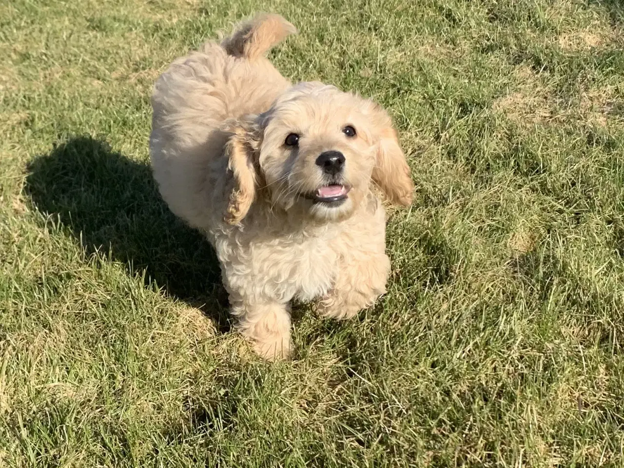 Billede 4 - Amerikansk Cockerpoo F1b pige 