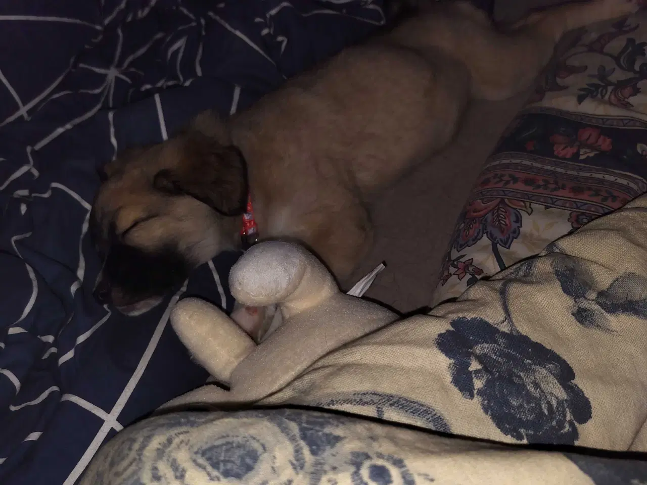 Billede 1 - Freja hunde hvalp