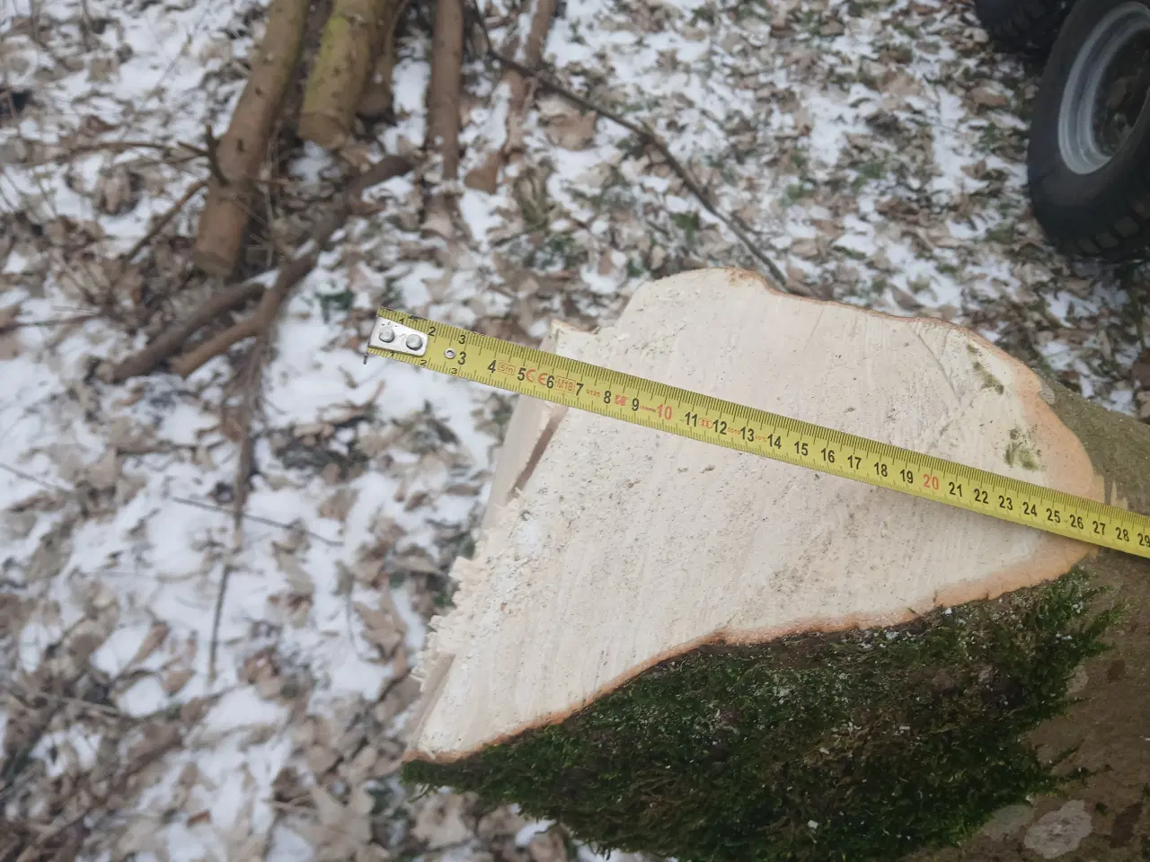 Billede 4 - Ahorntræ fældet og parteret i stamme og grene