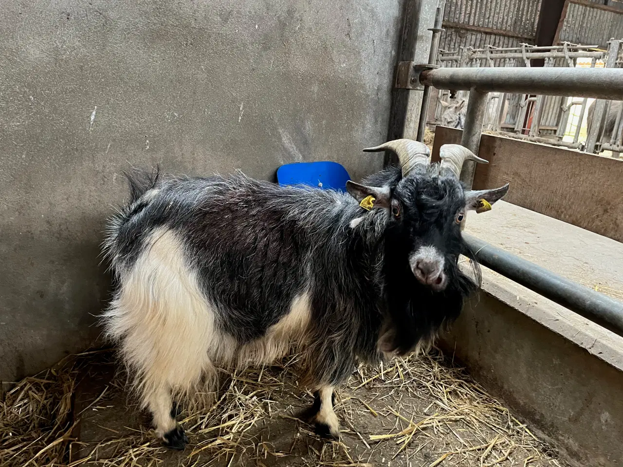 Billede 1 - Avlsbuk dværgged