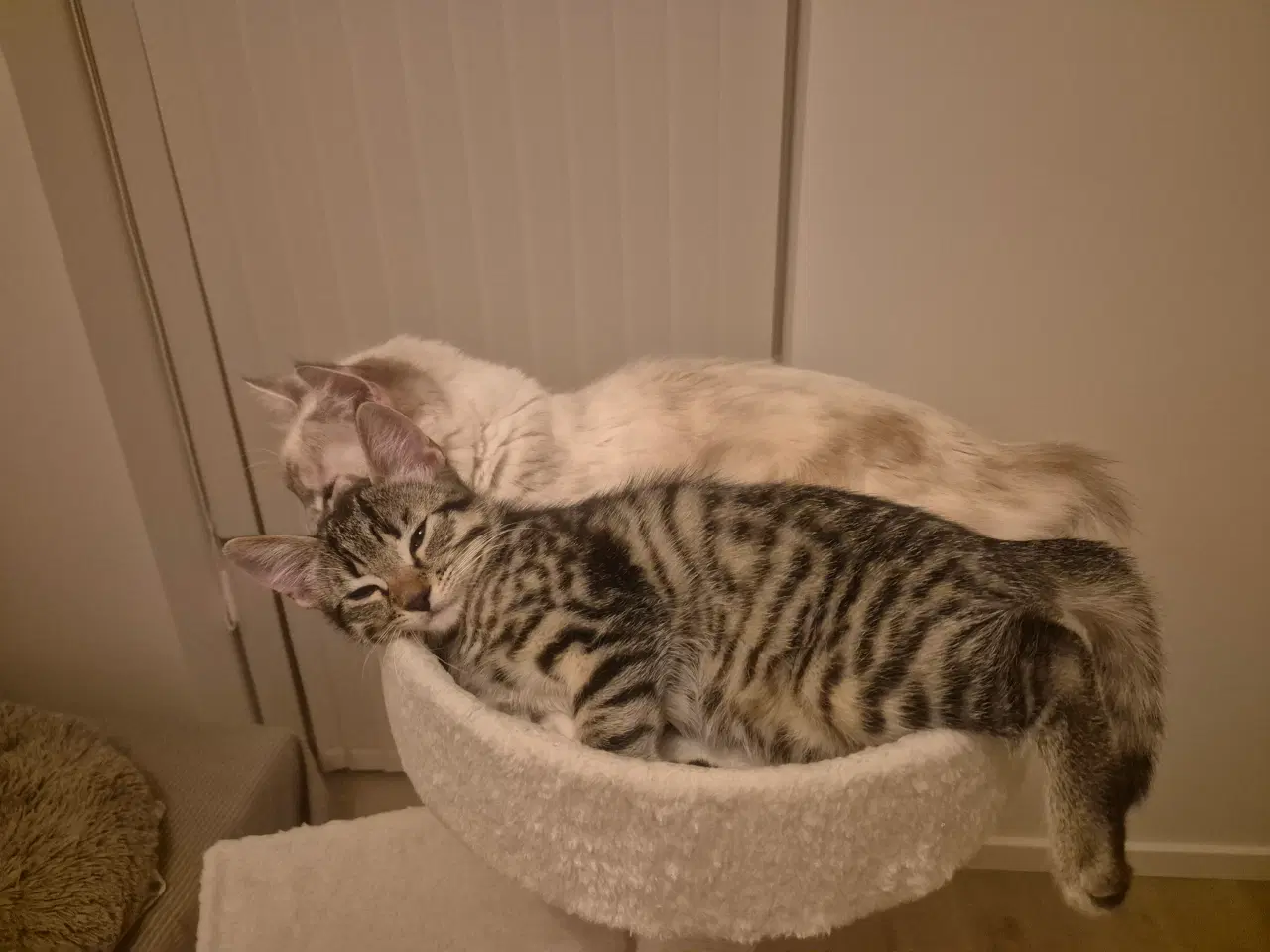 Billede 11 - Killinger - Ragdoll blanding