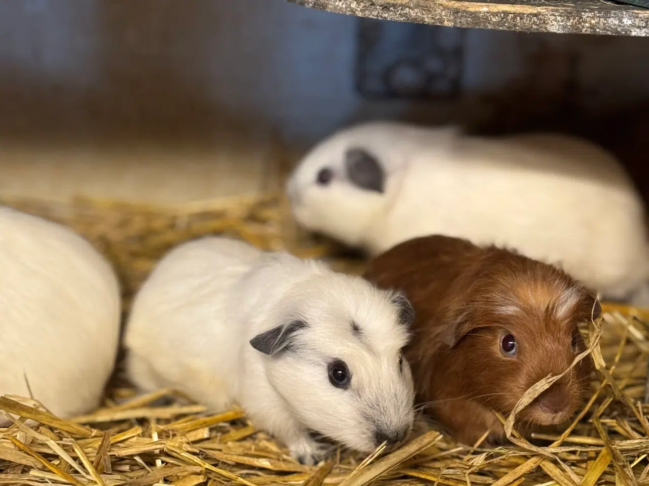 Billede 4 - California Marsvin 