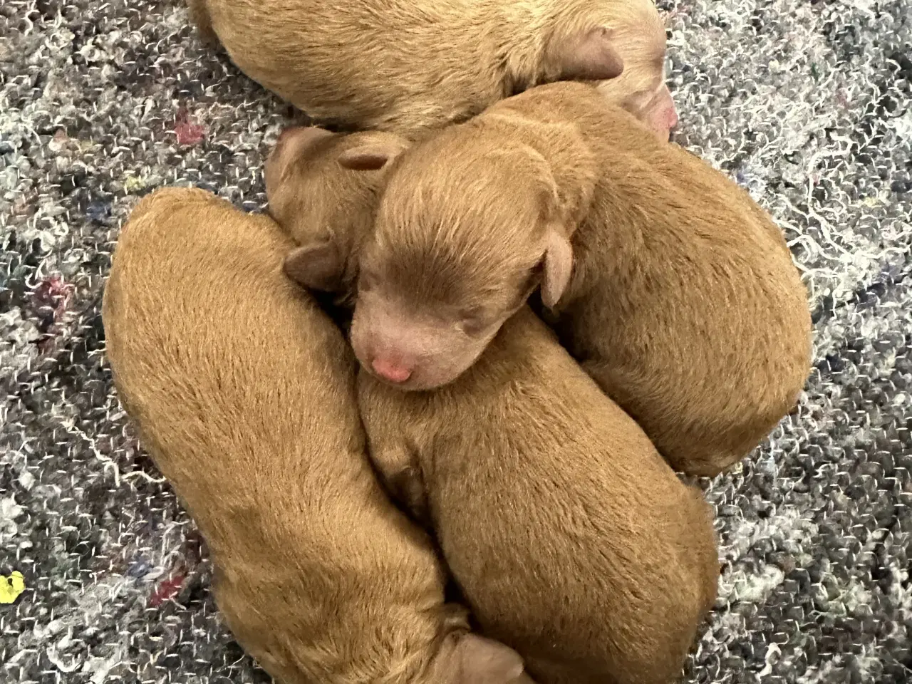 Billede 1 - Toy puddelhvalpe 🐾