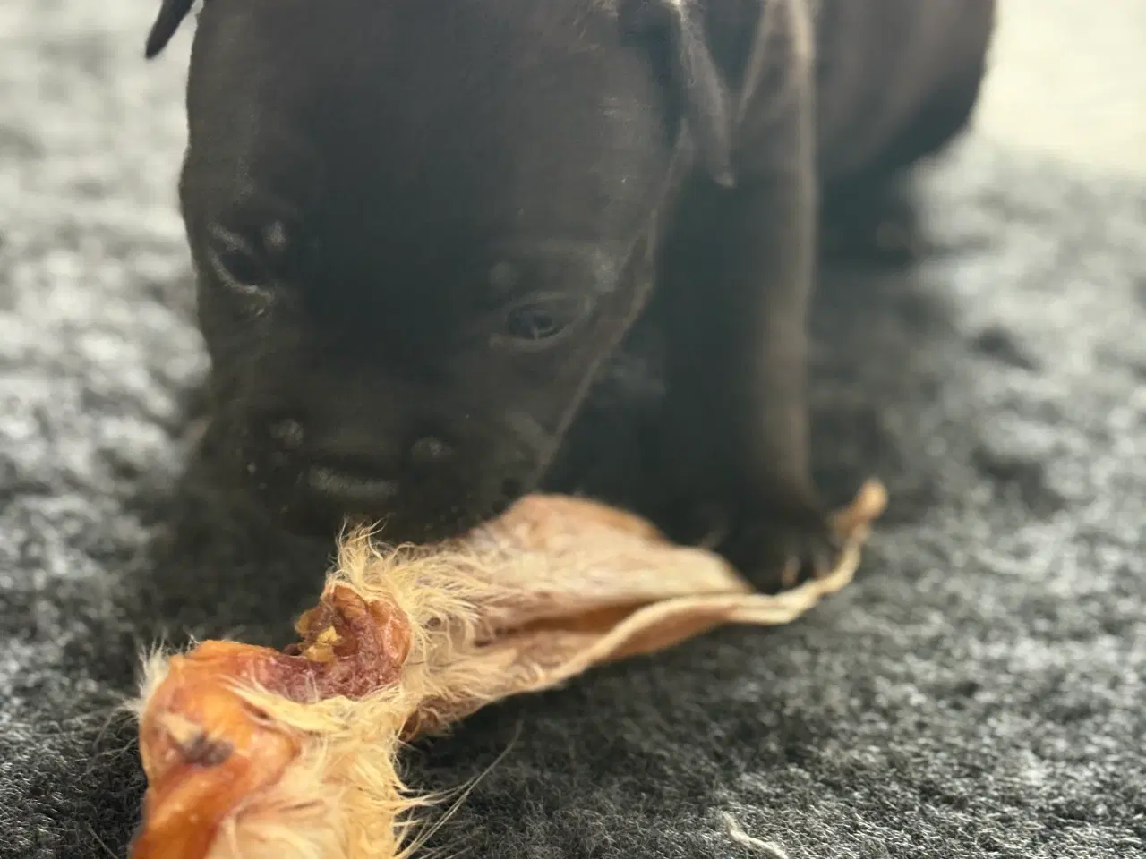 Billede 6 - Staffordshire Bullterrier