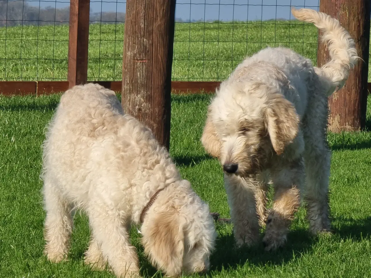 Billede 4 - 2 skønheder Golden doodle hanner 