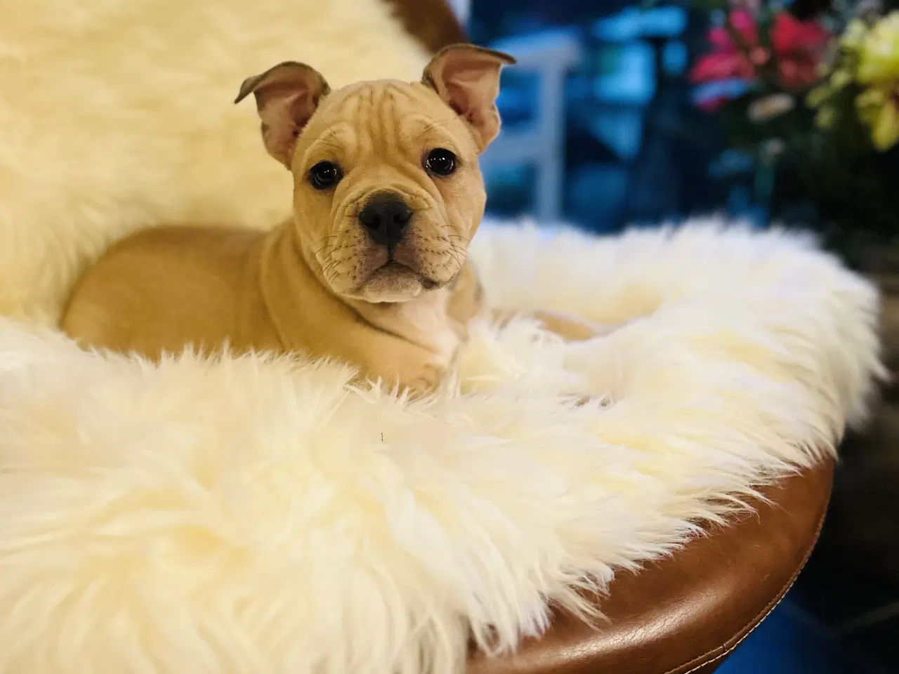 Billede 3 - New english bulldog