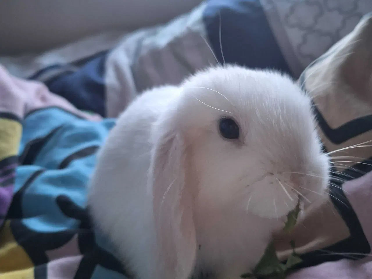 Billede 1 - Mini lop kanin 