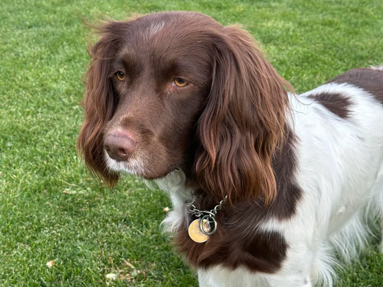 Billede 2 - FT Springer Hvalpe