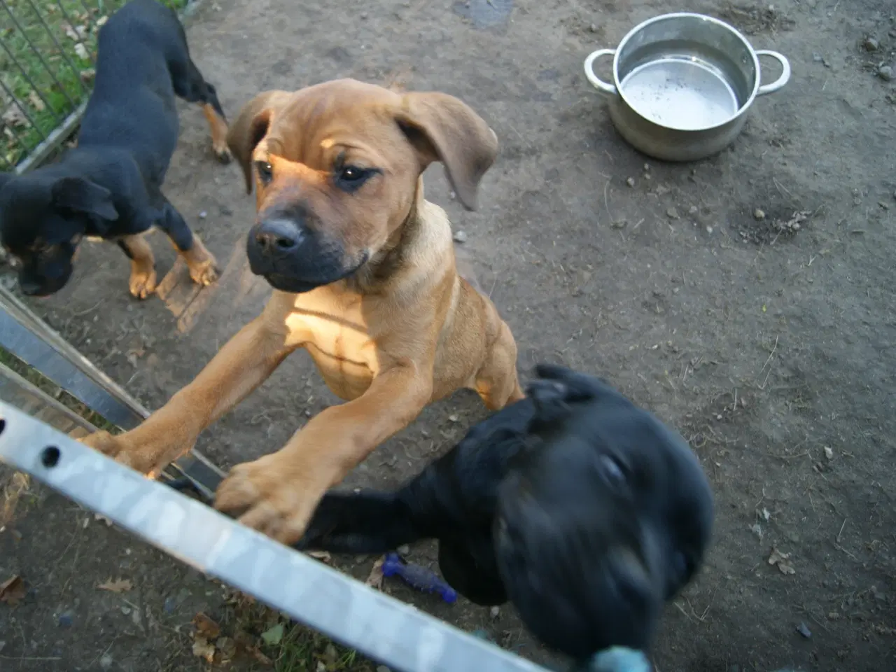 Billede 2 - 3 livlige og friske Cane Corso/ Rottweiler Hvalpe.