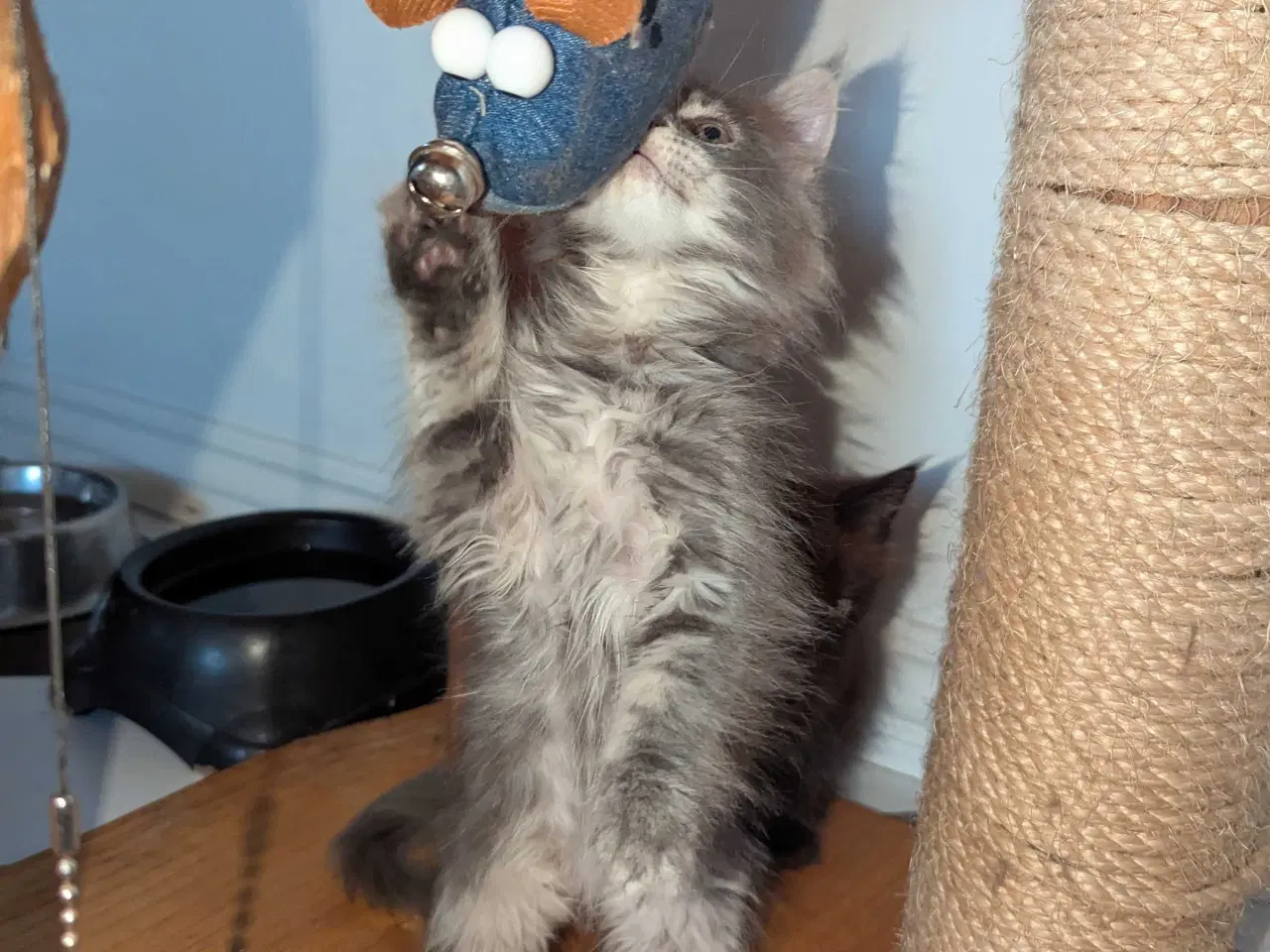 Billede 8 - Maine coon killinger med stambøger 