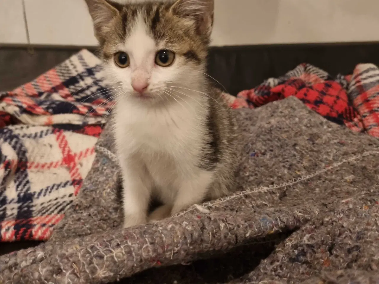 Billede 7 - Søde.killinger til salg